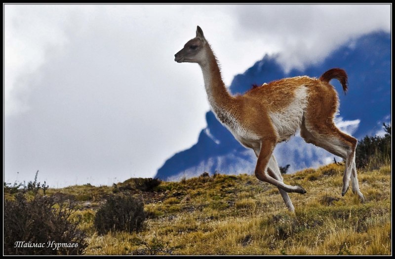 Гуанако в Южной Америке
