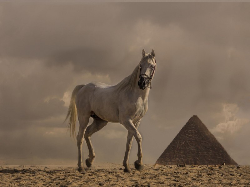 Египетская лошадь (58 фото)
