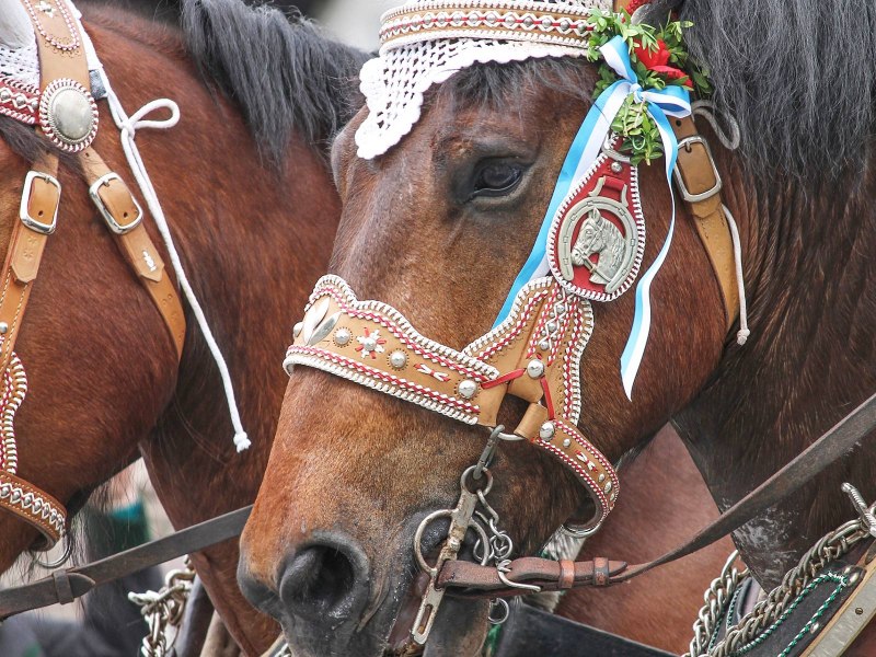 Дерзкий конь