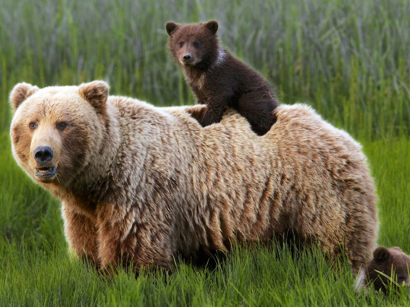 Медведь овсянник (70 фото)
