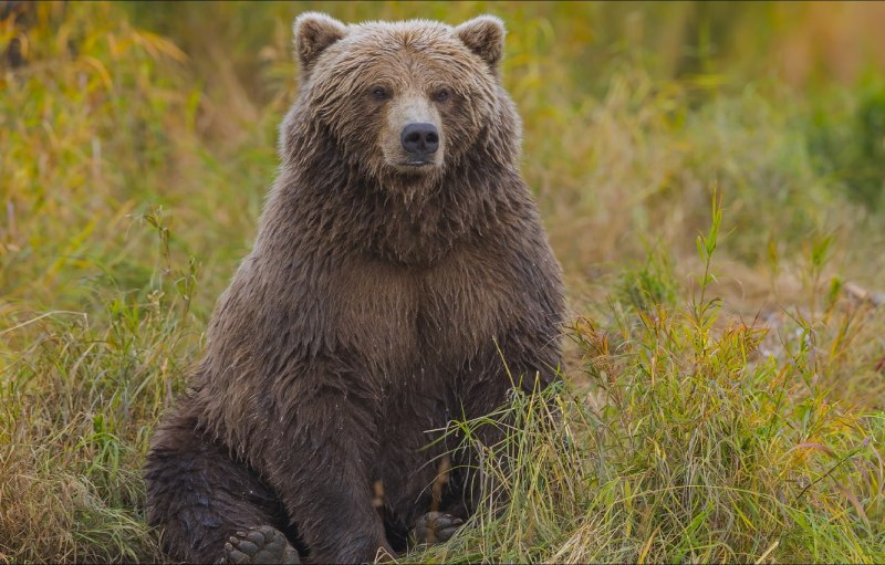 Барибал (Ursus americanus)