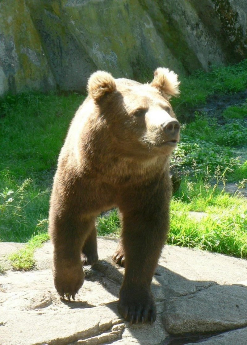 Медведь Гризли