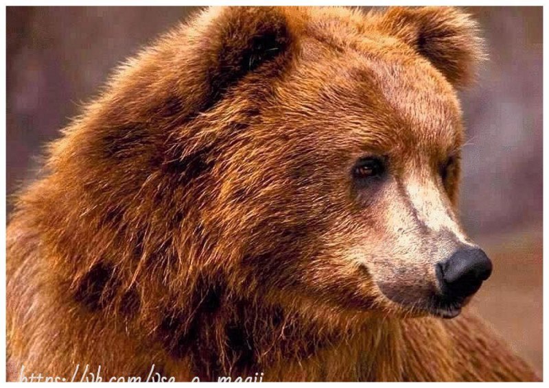Алясский бурыймедведь