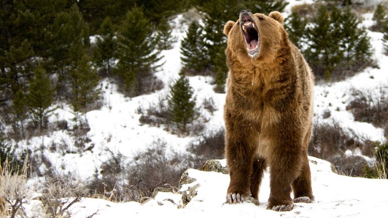 Бурый медведь (Ursus arctos)