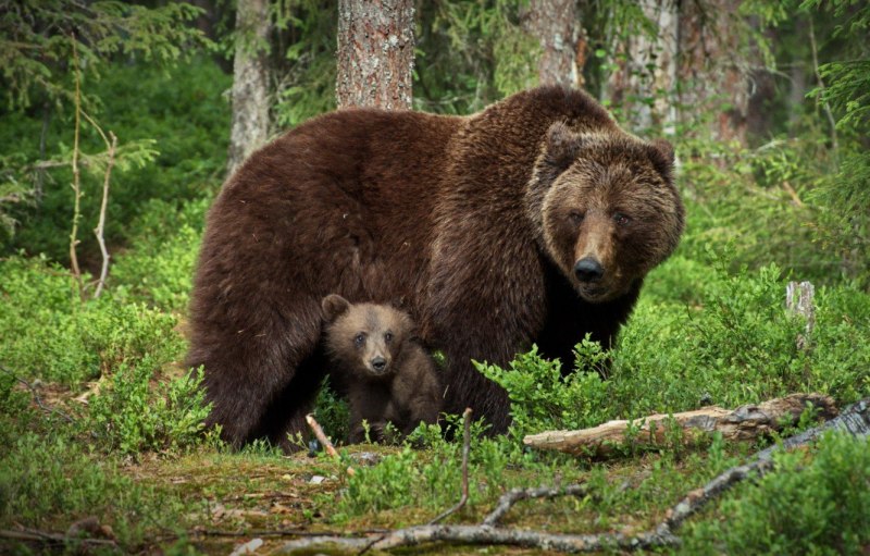 Северная Америка медведь Гризли