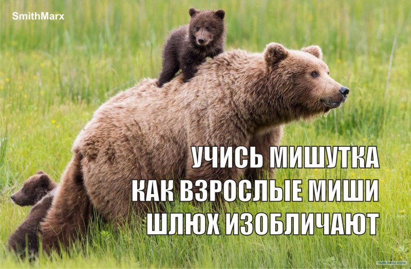 Медведь Гризли медведь Гризли