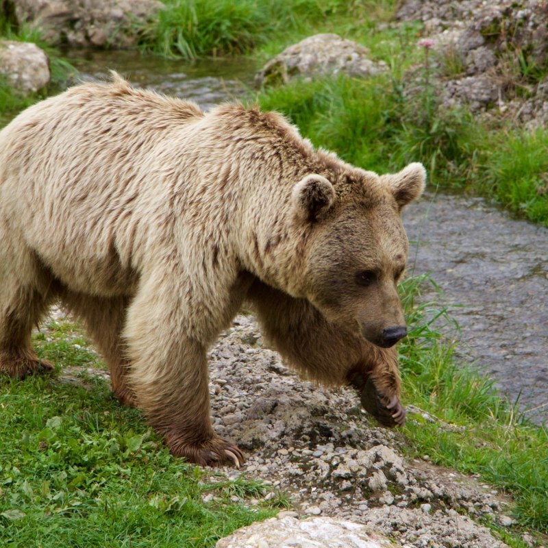 Медведи сегодня не пьем
