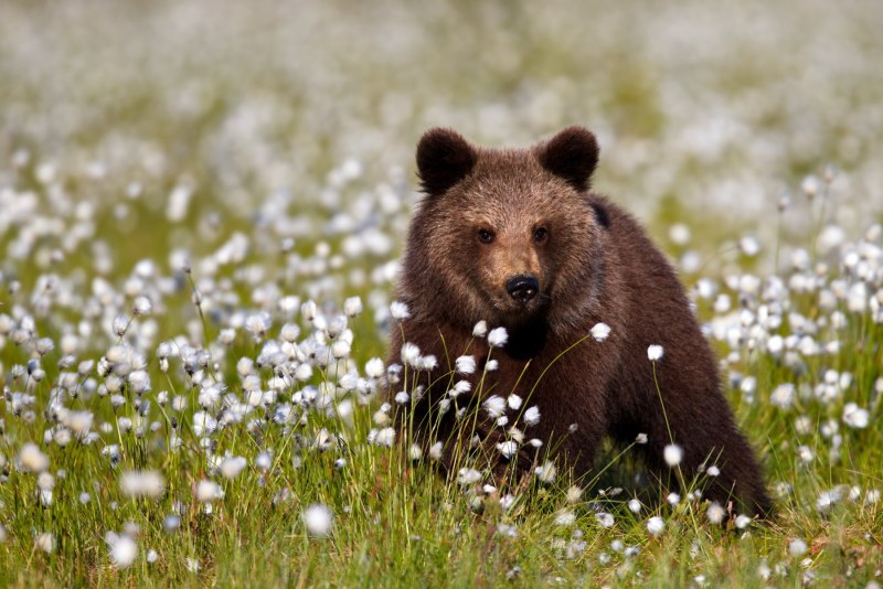 Бурый медведь (Ursus arctos)