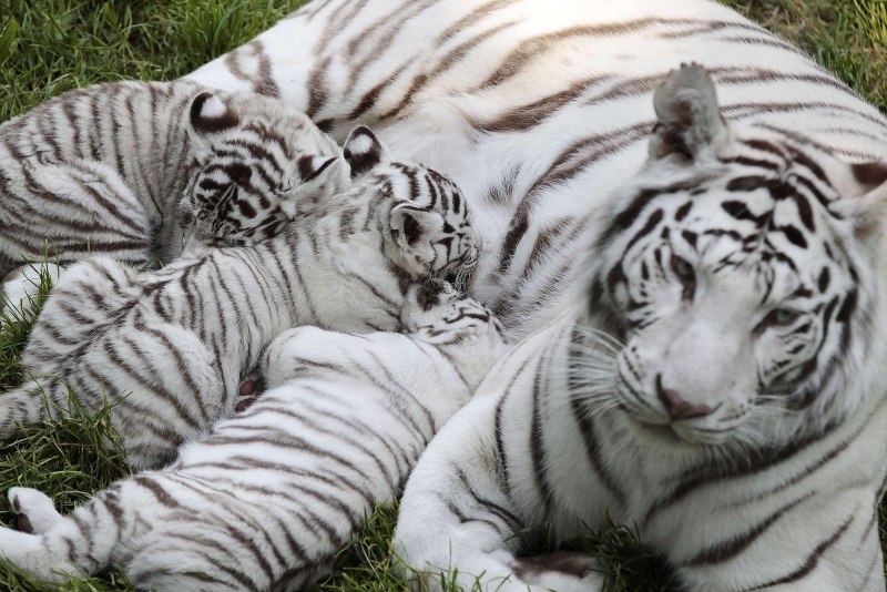 Белая тигрица с тигренком (62 фото)