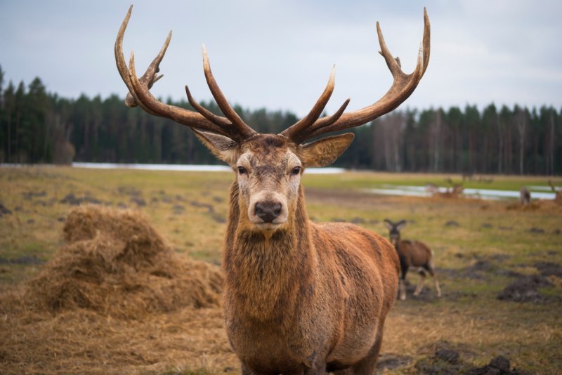 Лама гуанако в Южной Америке