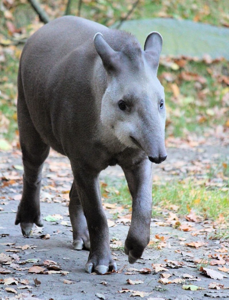 Горный тапир (Tapirus pinchaque)