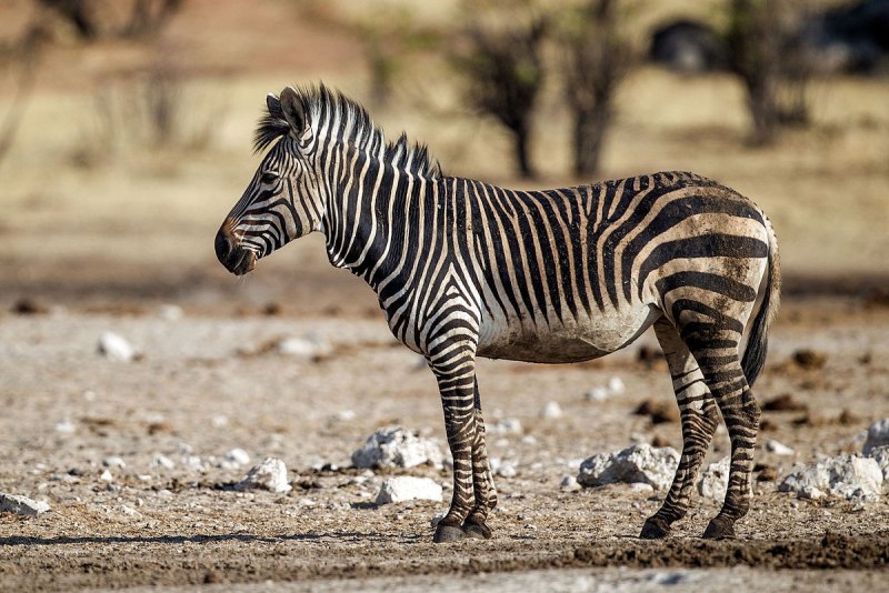 Горная зебра (58 фото)