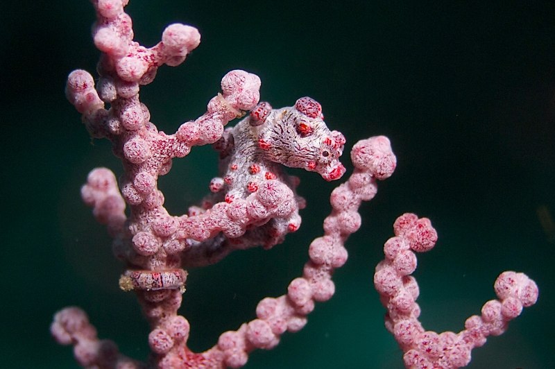 Hippocampus bargibanti