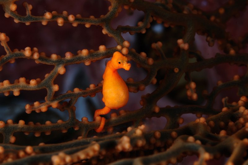 Морские коньки-пигмеи (Hippocampus bargibanti)