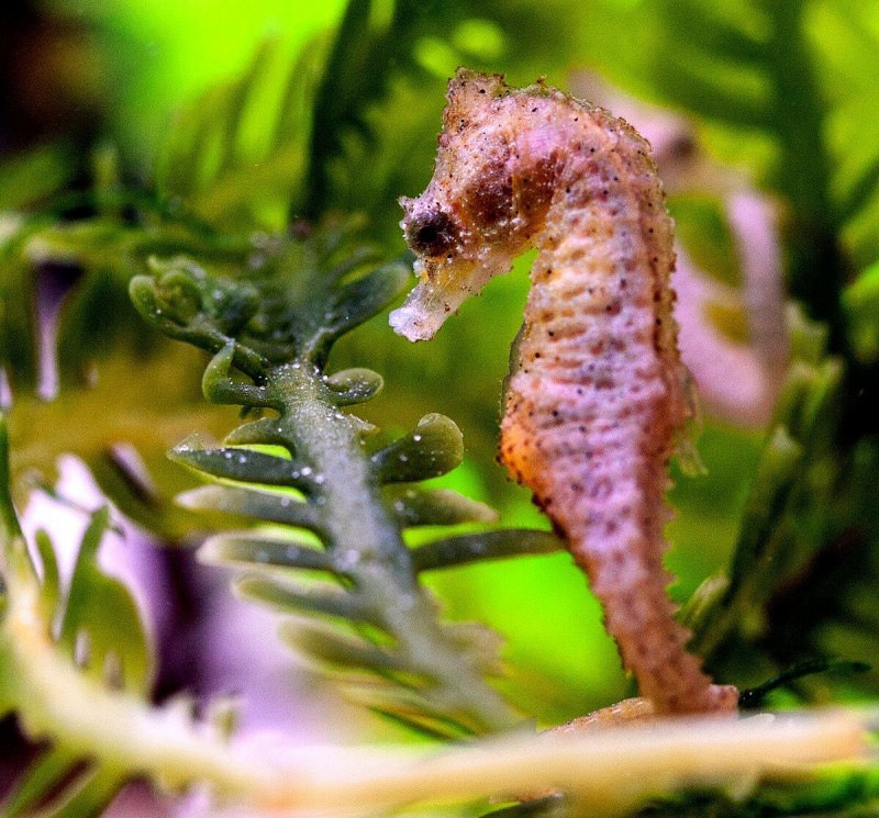 Морской конёк (Hippocampus guttulatus)