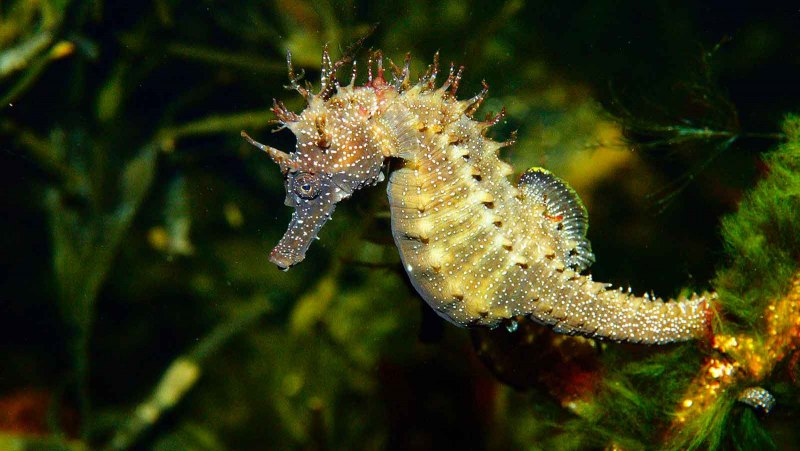 Pigmy Seahorses