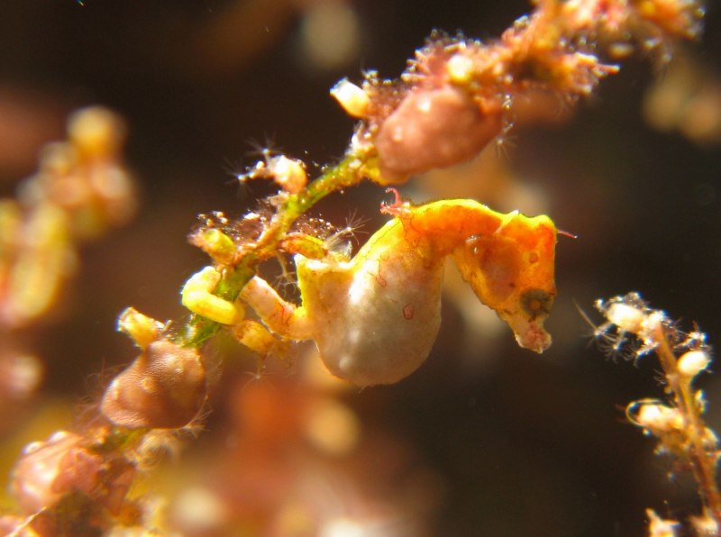 Hippocampus zosterae