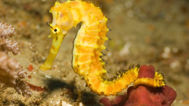 Hippocampus zosterae