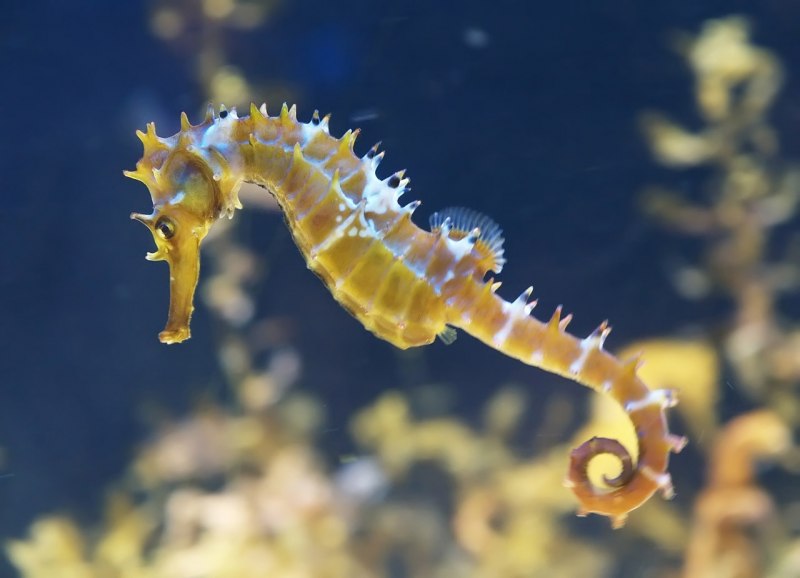 Hippocampus zosterae – миниатюрный морской конек.