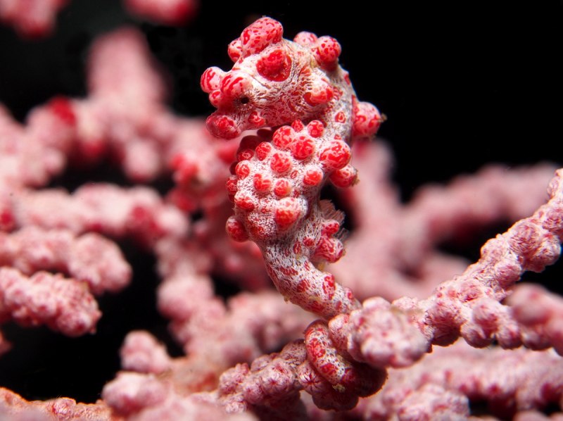 Морской конёк (Hippocampus guttulatus)