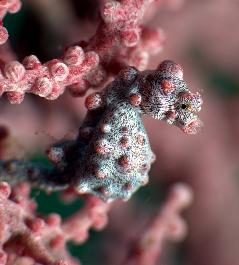 Hippocampus zosterae