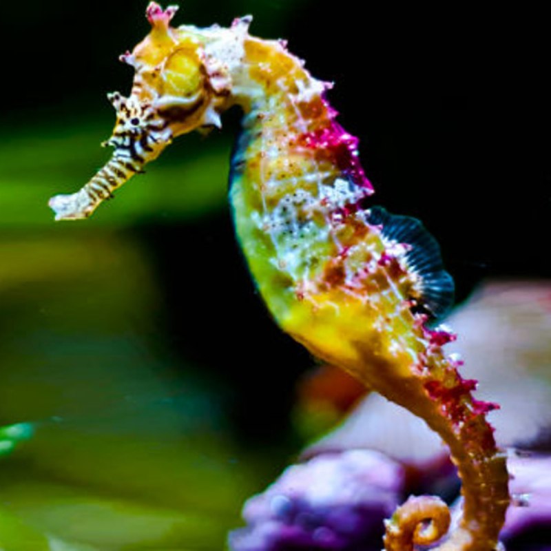 Hippocampus japonicus конек морской японский