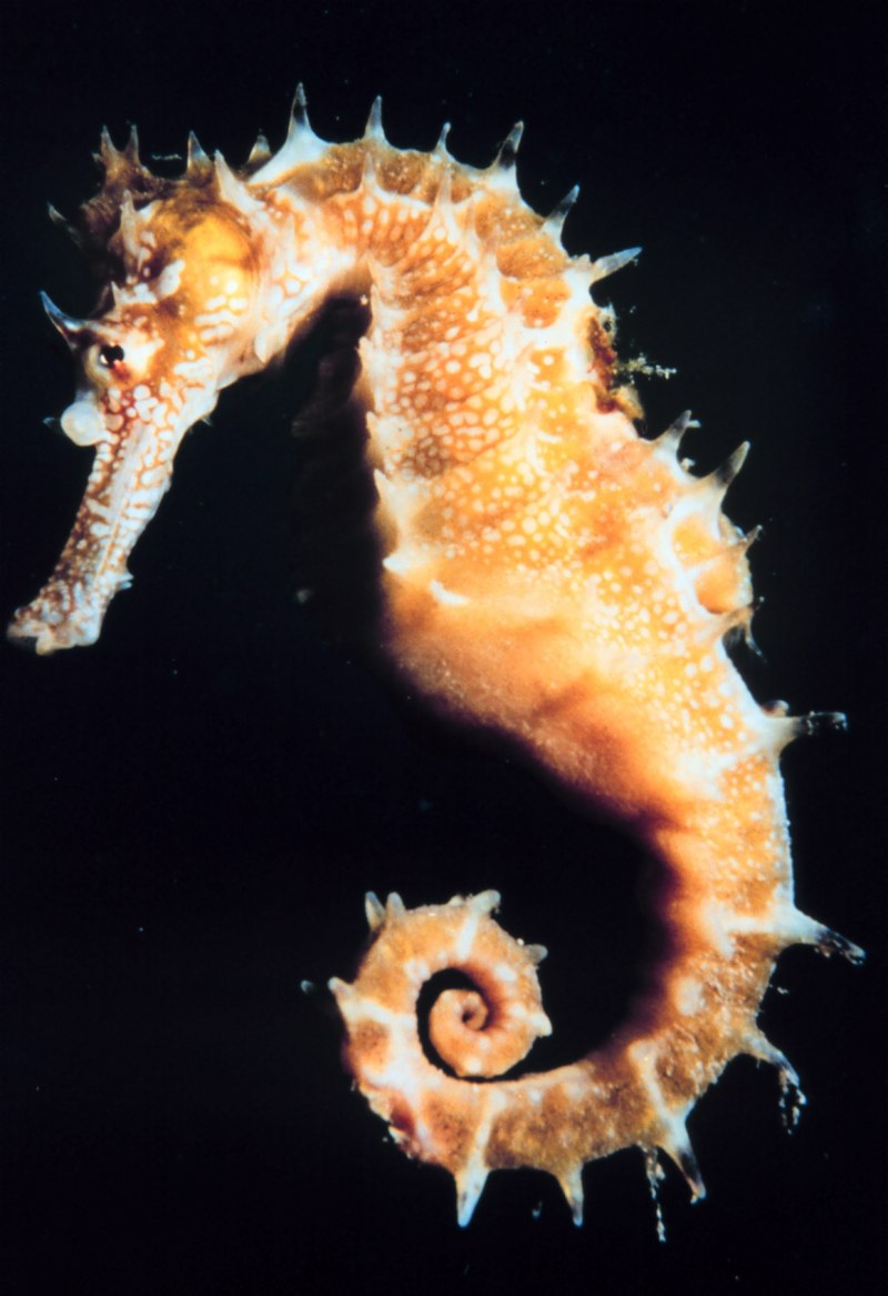 Hippocampus bargibanti