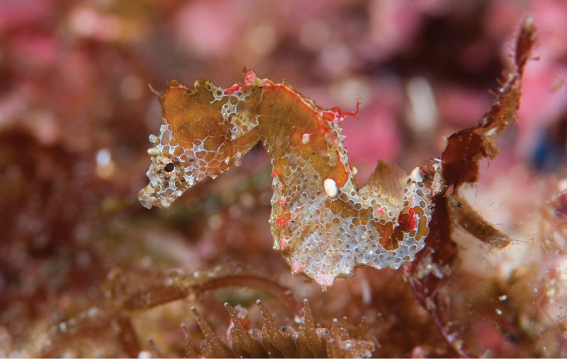 Морской конёк (Hippocampus guttulatus)