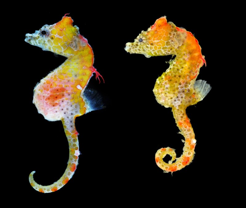 Морской пони Hippocampus satomiae