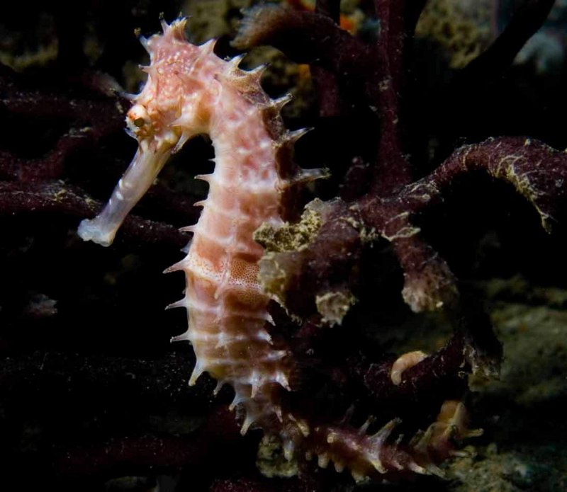 Hippocampus zosterae – миниатюрный морской конек.
