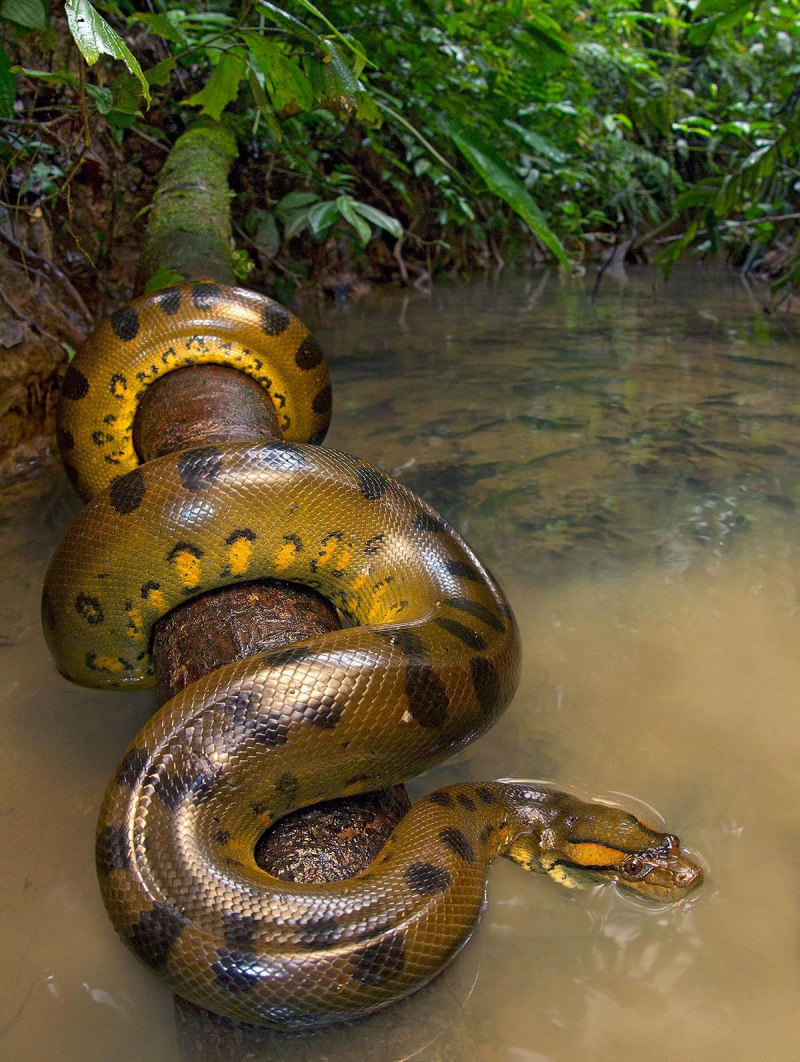 Анаконда змея (54 фото)