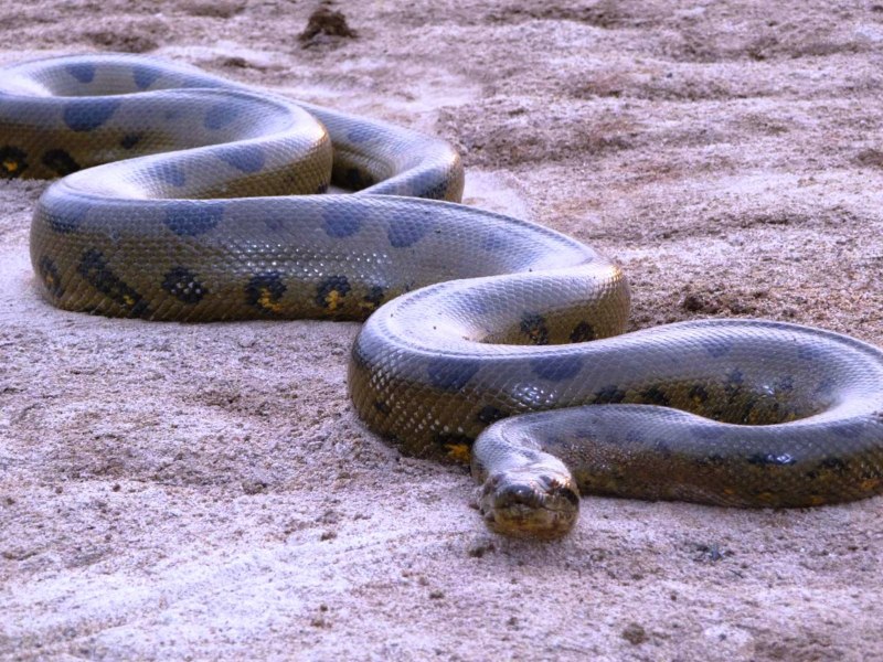 Зеленая Анаконда (eunectes murinus)