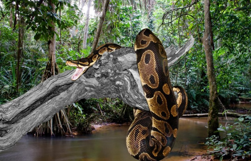 Зеленая Анаконда (eunectes murinus)