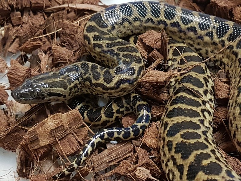Анаконда eunectes murinus