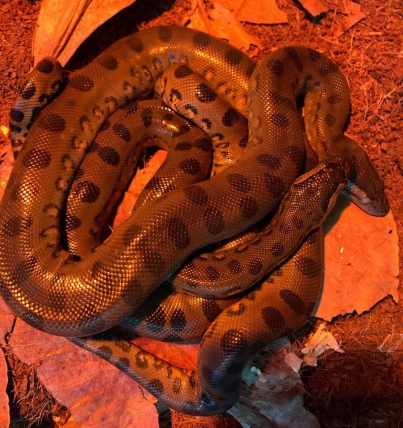 Зеленая Анаконда (eunectes murinus)