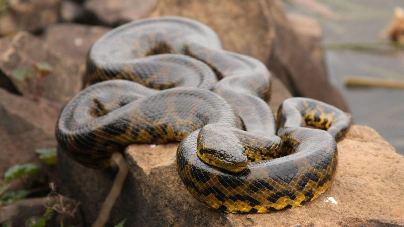 Зеленая Анаконда (eunectes murinus)