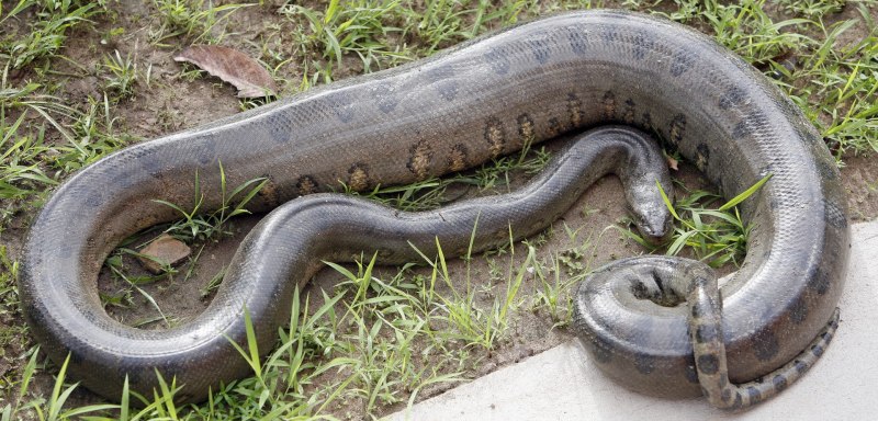 Анаконда eunectes beniensis