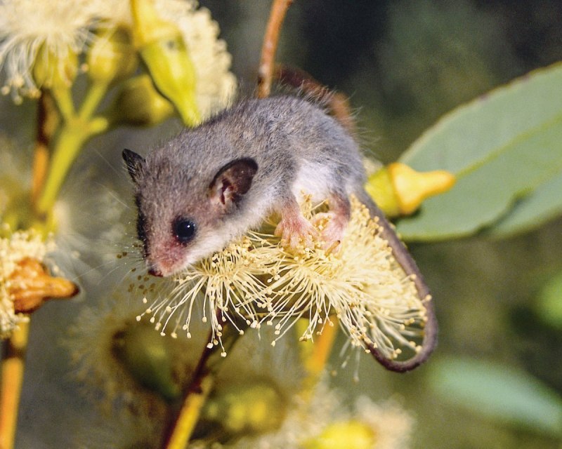 Опоссум виргинский (Didelphis virginiana)