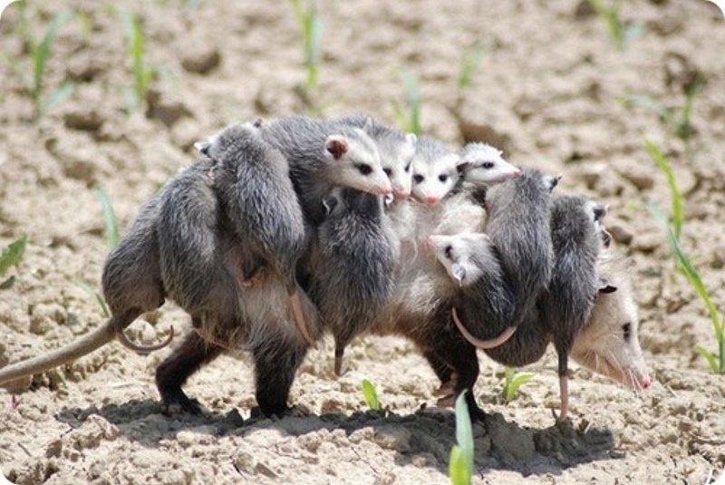 Опоссум (Didelphis virginiana)