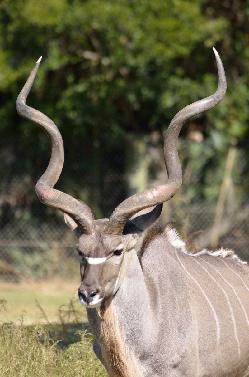 Northern Pronghorn Antelope