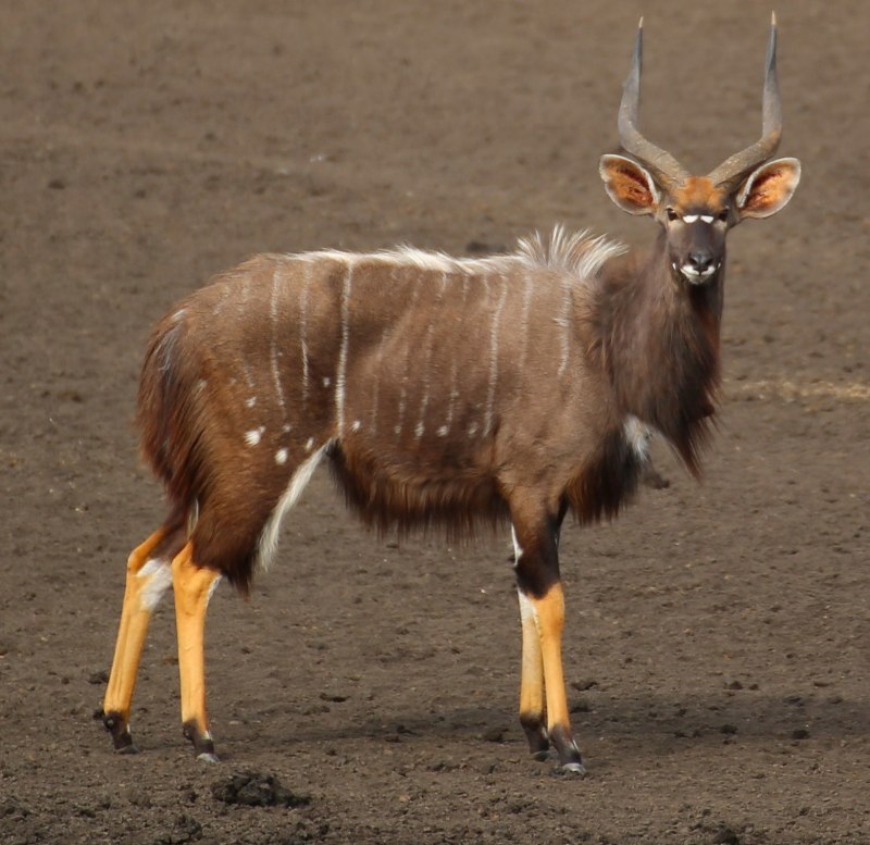 Antilope cervicapra
