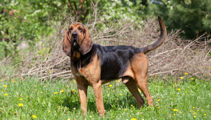 Bloodhound порода собак