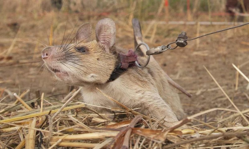 Сумчатая хомяковая крыса