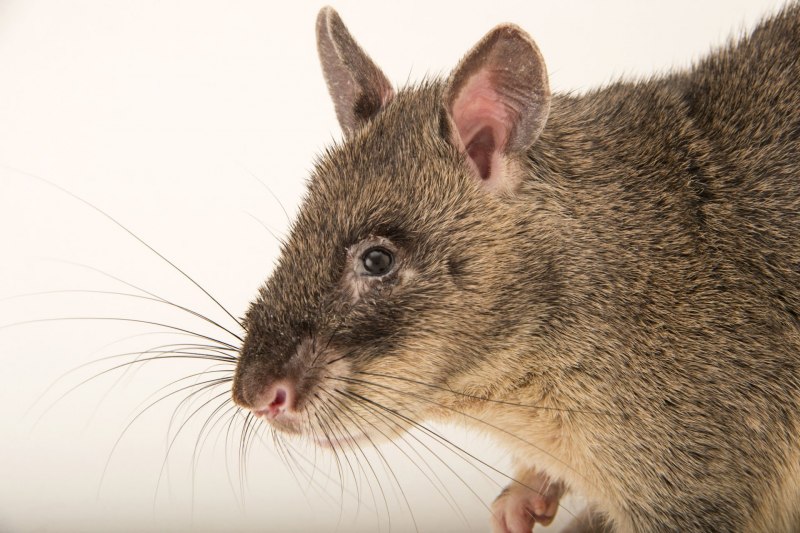 Gambian pouched rat