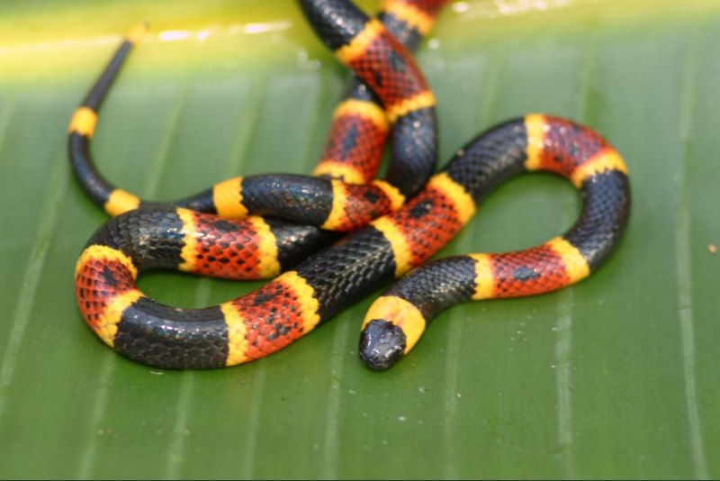 Арлекиновый Аспид (Micrurus Fulvius)