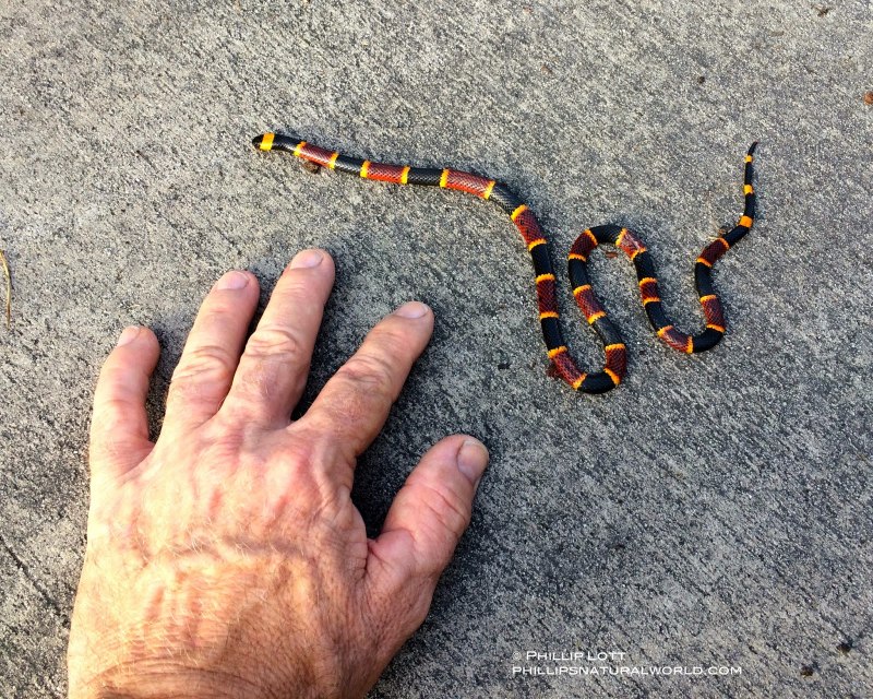 Аспид. Micrurus