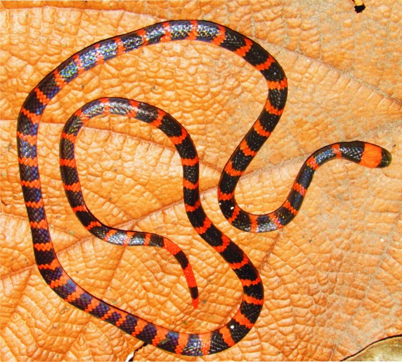 Lampropeltis Triangulum elapsoides
