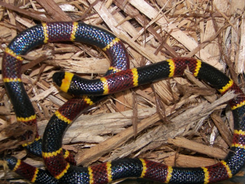 Lampropeltis Triangulum annulata
