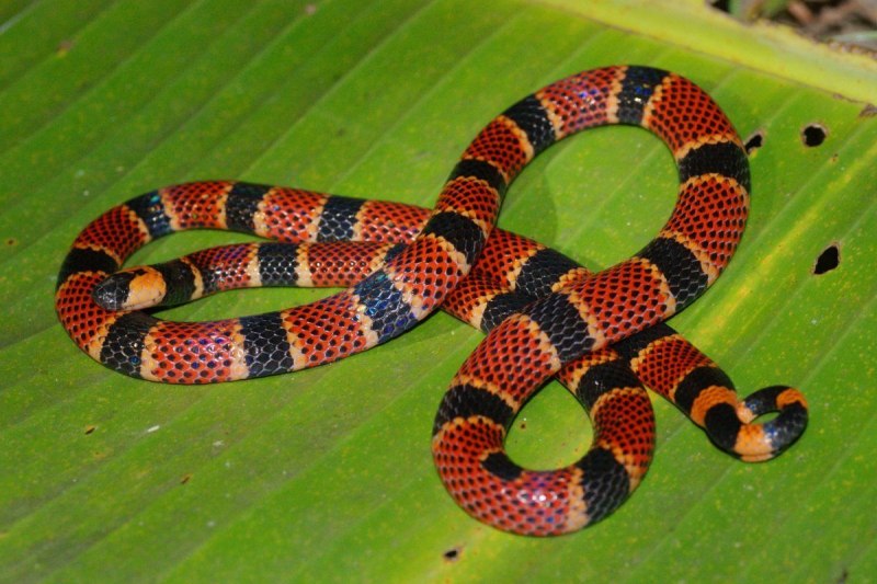 Поперечнополосатая Королевская змея Lampropeltis Triangulum
