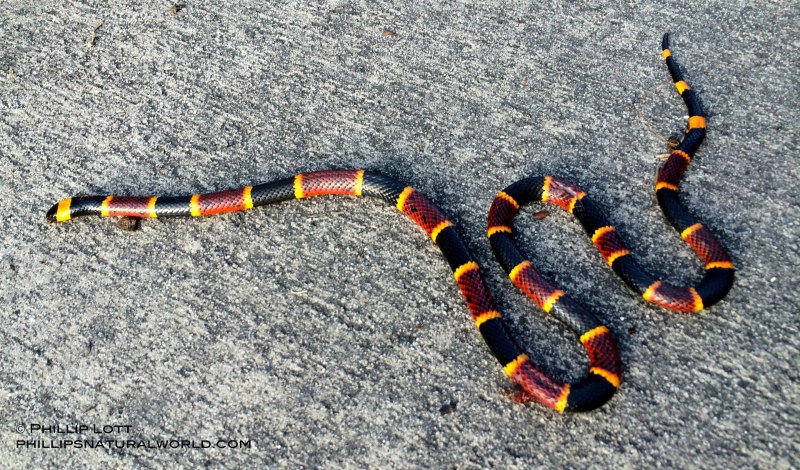Гигантский коралловый Аспид Micrurus spixii